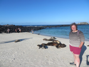 Sea Lions, in the Galapagos